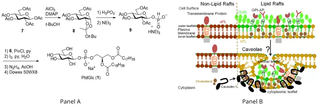 Panel A: Side-by-side chemical structures of phosphatidylglucoside and lyso-phosphatidylglucoside on a diacylglycerol backbone, highlighting loss of one acyl chain. Panel B: Schematic showing GPI-APs in lipid rafts, caveolae-mediated endocytosis, and positioning of the GPI anchor targeted by GPI-PLD.